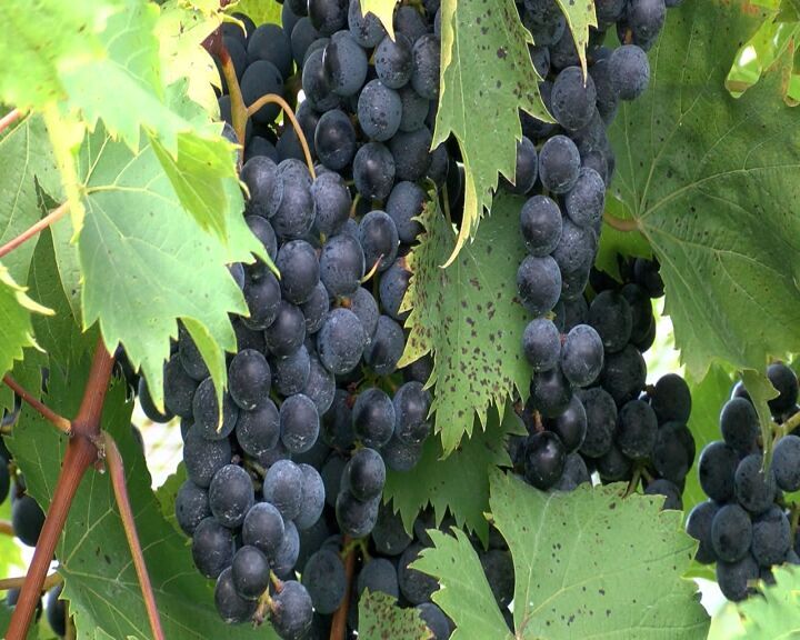 Grapes